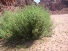 PICT0436.JPG