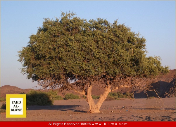 نقره لتكبير أو تصغير الصورة ونقرتين لعرض الصورة في صفحة مستقلة بحجمها الطبيعي