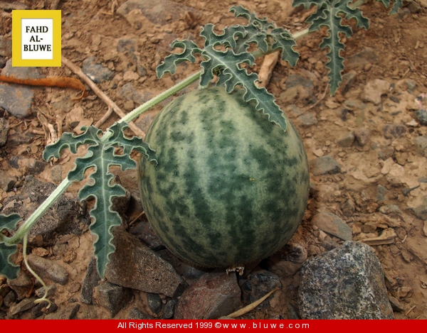 نقره لتكبير أو تصغير الصورة ونقرتين لعرض الصورة في صفحة مستقلة بحجمها الطبيعي