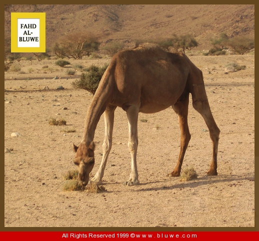 نقره لتكبير أو تصغير الصورة ونقرتين لعرض الصورة في صفحة مستقلة بحجمها الطبيعي