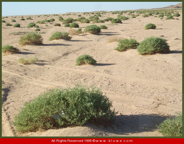 نقره لتكبير أو تصغير الصورة ونقرتين لعرض الصورة في صفحة مستقلة بحجمها الطبيعي